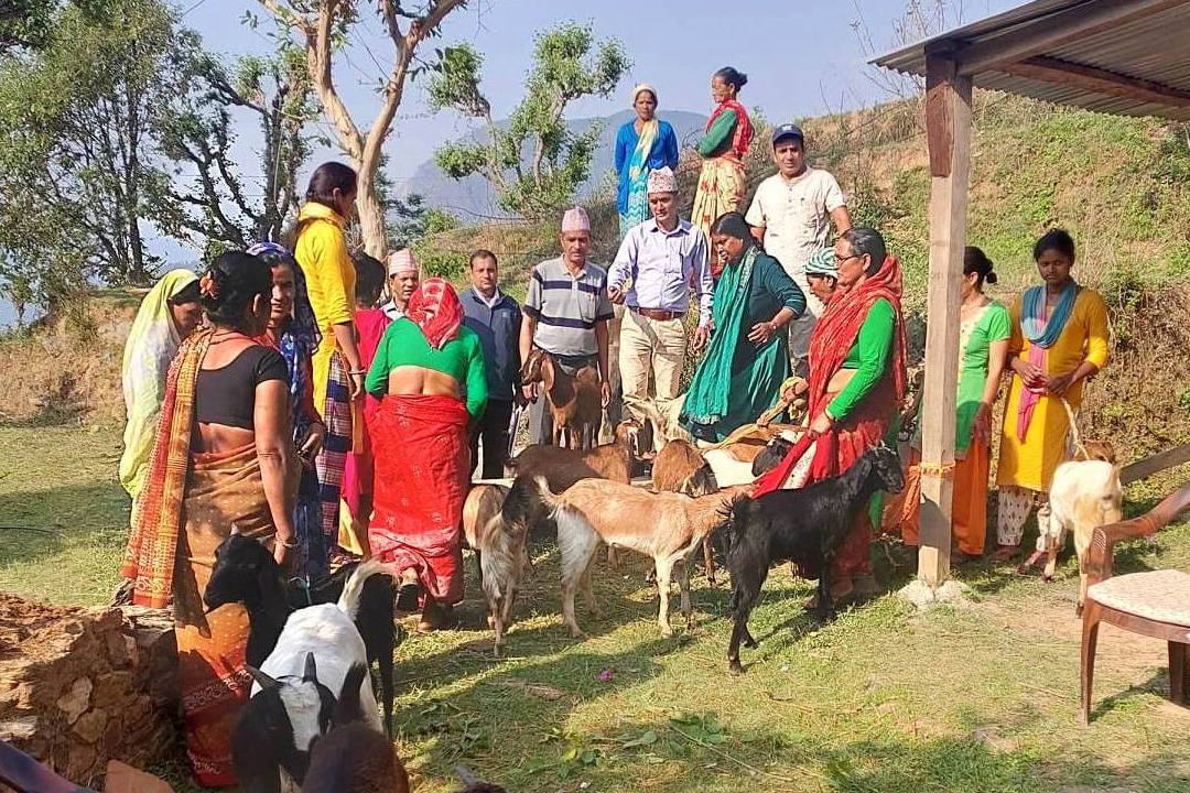 बैतडीमा एकल महिलाहरुलाई बाख्रा वितरण